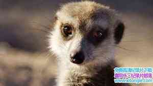 BBC¼ƬBǵ Meerkats Secrets of an Animal Superstar 2013ӢӢ-