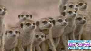 BBC¼ƬBǵ Meerkats Secrets of an Animal Superstar 2013ӢӢ-