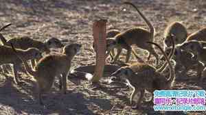 BBC¼ƬBǵ Meerkats Secrets of an Animal Superstar 2013ӢӢ-