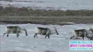 PBS¼ƬȻΰѱ¹ Natures Great Race Caribou 2017ӢӢ-