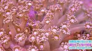 Netflix¼Ƭ׷ɺ Chasing Coral 2017Ӣ-