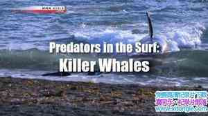 NHK¼Ƭ˼ϵɱ֣ Predators in the Surf Killer Whales 2010Ӣ-