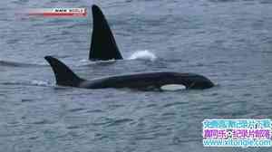 NHK¼Ƭ˼ϵɱ֣ Predators in the Surf Killer Whales 2010Ӣ-