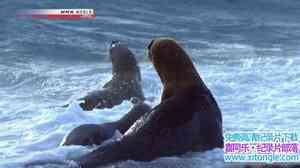 NHK¼Ƭ˼ϵɱ֣ Predators in the Surf Killer Whales 2010Ӣ-