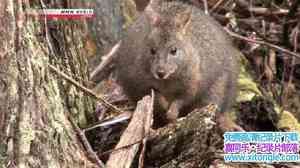 NHK¼Ƭ֮˹ The Enigmatic Island Tasmania 2014Ӣ-