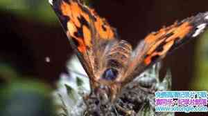 BBC¼Ƭӷ޵ӢǨ The Great Butterfly Adventure Africa to Britain with t-