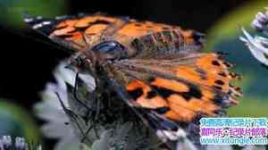 BBC¼Ƭӷ޵ӢǨ The Great Butterfly Adventure Africa to Britain with t-