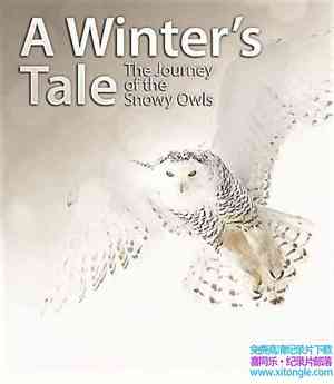 Albatross Films¼Ƭմ˵ѩ^ó A Winters Tale The Journey Of The Snowy Owl-