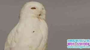 Albatross Films¼Ƭմ˵ѩ^ó A Winters Tale The Journey Of The Snowy Owl-