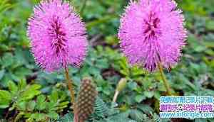 ʷɭƵֲķ Amazing Plants 2015-