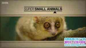 BBC¼Ƭ䶯 Super Small Animals 2017ӢӢ-