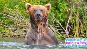 BBC¼ƬҰ˹Live Wild Alaska Live 2017ȫ3-