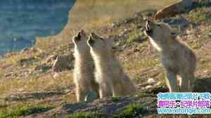 BBC¼ƬҰ˹Live Wild Alaska Live 2017ȫ3-