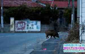 NHK¼Ƭۣƺ˷֮ս Decommissioning Fukushima The Battle to Contain Radio-