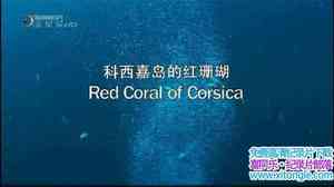 Ӽ¼ƬѰ֮· εĺɺ In Pursuit of Precious Stones Red Coral of Corsica 2-