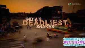 BBC¼Ƭӡȶ֮ Indias Deadliest Snakes 2009Ӣ˫-