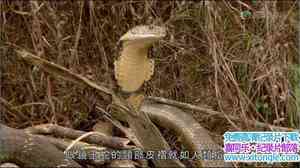 BBC¼Ƭӡȶ֮ Indias Deadliest Snakes 2009Ӣ˫-