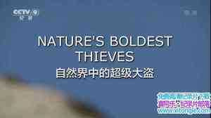 Ӽ¼ƬȻĳ Natures Boldest Thieves 2017-