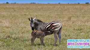 BBC¼ƬȻΰ Natures Great Race Zebra 2017ӢӢ-