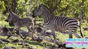 BBC¼ƬȻΰ Natures Great Race Zebra 2017ӢӢ-