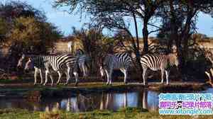 BBC¼ƬȻΰ Natures Great Race Zebra 2017ӢӢ-