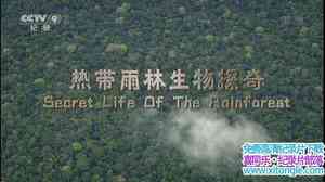 ҵȴ̽ Secret Life Of The RainForest 2015-