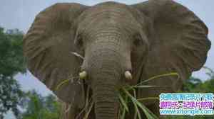 BBC¼Ƭй١ Super Senses The Secret Power of Animals 2014ȫ3-