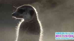 BBC¼Ƭй١ Super Senses The Secret Power of Animals 2014ȫ3-