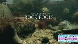 BBC¼Ƭص The Secret Life of Rockpools 2013ӢӢ-