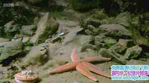 BBC¼Ƭص The Secret Life of Rockpools 2013ӢӢ-