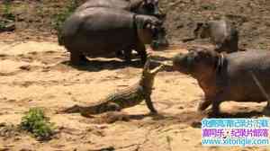 ZDF¼Ƭ㡪ɱ Crocodiles Caring Killers 2012ӢӢ-