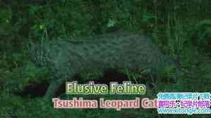 NHK¼Ƭ׽èƶè Elusive Feline Tsushima Leopard Cat 2011Ӣ-