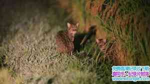 NHK¼Ƭ׽èƶè Elusive Feline Tsushima Leopard Cat 2011Ӣ-