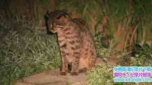 NHK¼Ƭ׽èƶè Elusive Feline Tsushima Leopard Cat 2011Ӣ-