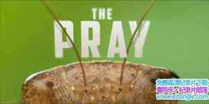 Wildlife Film¼Ƭ The Pray 2017ӢӢ-