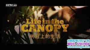 BBC¼Ƭϵ Life in the Canopy 2010ȫ3-