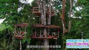 BBC¼Ƭϵ Life in the Canopy 2010ȫ3-