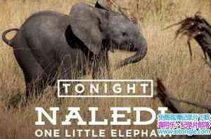 PBS¼ƬС Naledi One Little Elephant 2017ӢӢ-