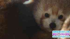 ORF¼ƬСè Red Panda Worlds Cutest Animal 2017ӢӢ-