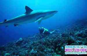 BBC¼Ƭصʧ䵺죺㵺 Mystery of the Lost Islands Shark Island 2017ӢӢ-