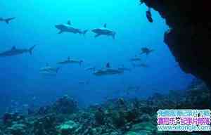 BBC¼Ƭصʧ䵺죺㵺 Mystery of the Lost Islands Shark Island 2017ӢӢ-