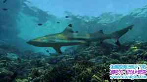 BBC¼Ƭصʧ䵺죺㵺 Mystery of the Lost Islands Shark Island 2017ӢӢ-