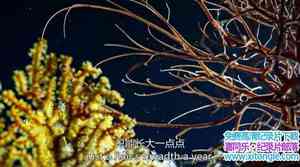 BBC¼Ƭɫ II 3ɺ Blue Planet IICoral Reefs 2017ڶ3-