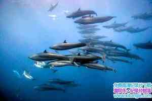 BBC¼Ƭɫ II 2֮Y Blue Planet IIThe Deep 2017ڶ2-