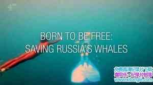 Ch4¼Ƭɣȶ˹ Born to Be Free Saving Russias Whales 2017ӢӢ-