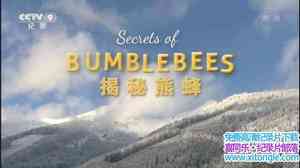 Ӽ¼Ƭܷ Secrets of BumbleBees 2017-