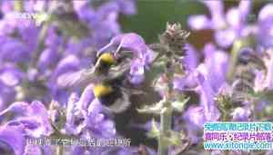 Ӽ¼Ƭܷ Secrets of BumbleBees 2017-