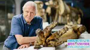 BBC¼ƬǱ Attenborough and The Giant Elephant 2017ӢӢ-