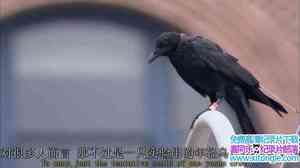 PBS¼Ƭѻ A Murder of Crows 2010Ӣ-