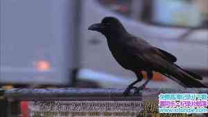 PBS¼Ƭѻ A Murder of Crows 2010Ӣ-